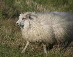 IJslandse schapen met veel woo foto