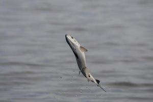 doorbreken van roze zalm foto