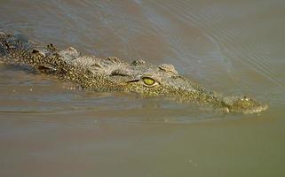 krokodil, serengeti, afrika foto