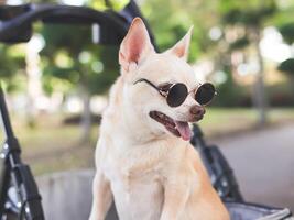 bruin kort haar- chihuahua hond vervelend zonnebril staand in huisdier wandelwagen in de park. op zoek zijwaarts nieuwsgierig. foto