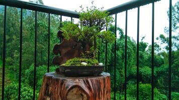 bonsai planten in de hoek van de hek maken een Super goed buitenkant decoratie foto