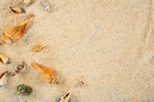 strand achtergrond met zee schelp kader foto