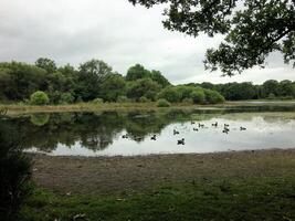 een visie van delamere Woud in Cheshire foto