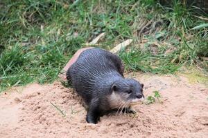 een dichtbij omhoog van een Otter foto