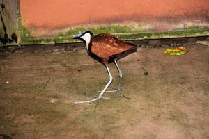 een visie van een vogel in Florida foto