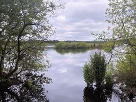 een visie van delamere Woud in Cheshire foto