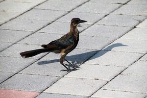 een visie van een vogel in Florida foto