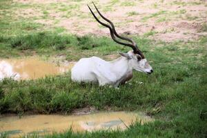 een hert aan het liegen naar beneden Aan de gras foto