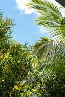 palm bladeren van hieronder met blauw lucht. foto