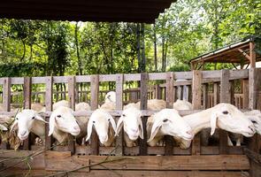 schapen op zoek door een hek in schaapskooi. foto