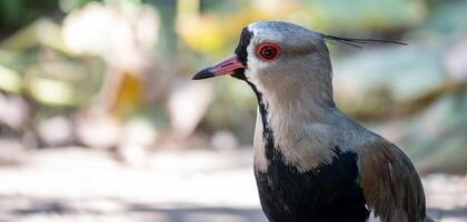 vanellus chilensis foto van heel dichtbij omhoog.