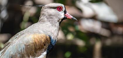 vogel van zuiden Amerika gebeld tero gemeenschappelijk in de velden. foto