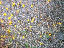 geel bloemen vallend Aan stenen in de tuin foto