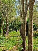 weelderig rubber plantages in zuidelijk Thailand foto