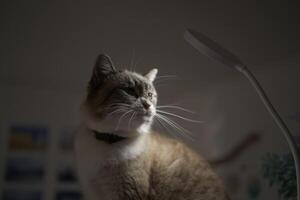 Siamees Thais kat verwarmt onder een USB lamp Aan de plank zonering de kamer foto