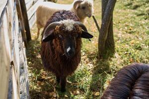 schapen tonen nieuwsgierigheid in dorp foto