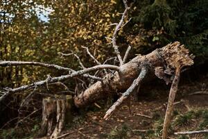 storm geveld boom met een gebroken stomp foto