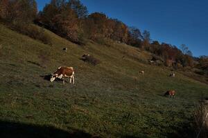 koeien grazen Aan een berg helling Bij dageraad in zakopane foto