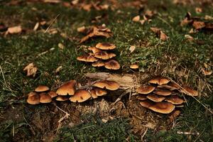 verspreide champignons in de buurt de stomp foto