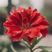 ai gegenereerd een rood bloemen foto