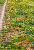 rijpen pompoenen liggen Aan de grond. foto