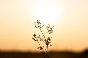 silhouet van klein bloem en licht van zonsondergang foto