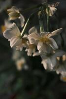 wit narcissen bloeiend Bij zonsondergang foto