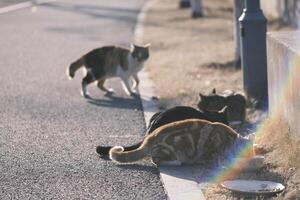 verdwaald kat aan het eten kat voedsel Bij zonsondergang foto