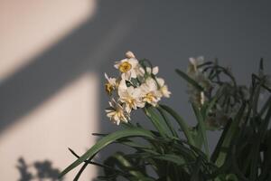 wit narcissen bloeiend Bij zonsondergang foto