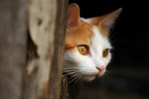 ai gegenereerd nieuwsgierig kat gluren in de omgeving van een hoek. neurale netwerk ai gegenereerd foto