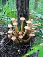 honing champignons groeit Bij boom foto