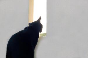 schattig zwart harig kat zit Rechtdoor en staren Bij iets buiten de huis. huisdier, zoogdier en speels concept. foto