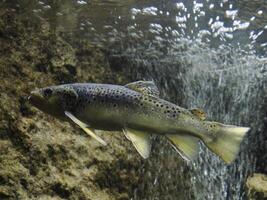 Europese forel onderwater- dichtbij omhoog portret foto