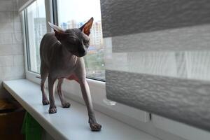 een kat van de sphynx ras wandelingen Aan de venster. huisdier zorg ongebruikelijk mooi kat rassen. kaal kat foto