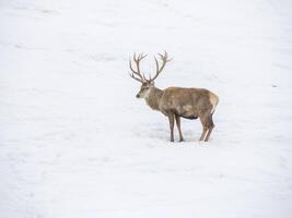 hert in de sneeuw winter panorama landschap foto