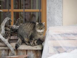 kat op zoek Bij u buiten berg huis in trentino foto