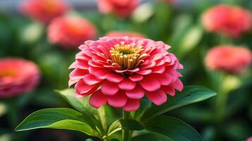 ai gegenereerd bloesem lila zinnia bloem Aan een groen achtergrond Aan een zomer dag macro fotografie. foto