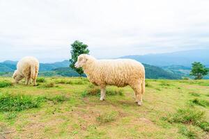 wit schapen Aan berg heuvel foto