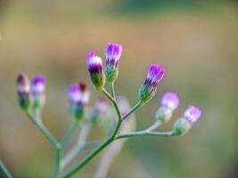 mooi bloeiend bloem in tuin foto