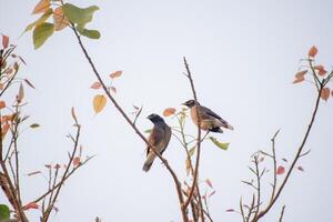 paar vogels foto