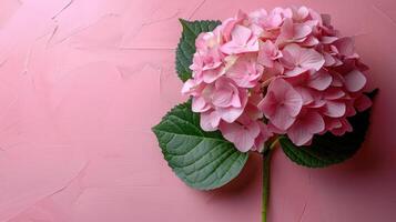 ai gegenereerd mooi roze hortensia bloem leugens Aan de links Aan een minimalistisch pastel roze achtergrond foto