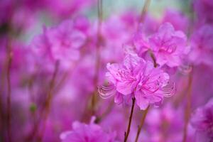 rododendron mucronulatum Koreaans rododendron bloem foto