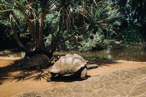 reusachtig schildpadden dipsochelys gigantea in een tropisch park Aan de eiland van Mauritius in de Indisch oceaan foto