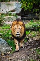 leeuw in oerwoud Woud in natuur foto