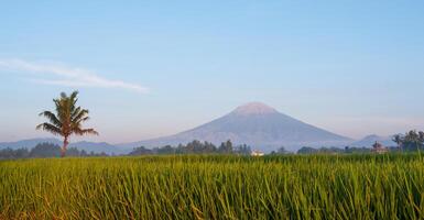 rijstveld veld- met bomen en mooi lucht net zo een achtergrond foto