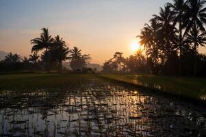 mooi zonsopkomst Aan rijstveld veld- en kokosnoot bomen foto