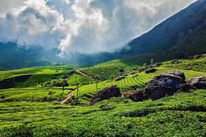 groene theeplantages in munnar, kerala, india foto