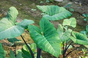 taro bladeren in de tuin foto