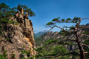 pijnboom boom en rots klif , seoraksan nationaal park, zuiden Korea foto