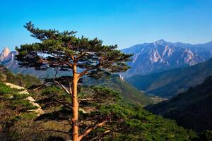 boom in seoraksan nationaal park, zuiden Korea foto